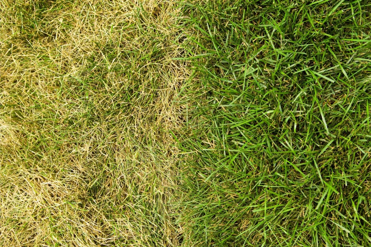 Gazon met geel gras door droogtestress in de zomer